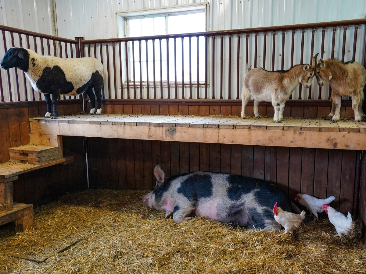 The Little Red Barn Micro-Sanctuary is the cutest farm in Winnipeg - Photo by Maddy Reico