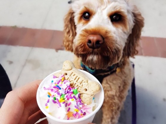 ​Ice cream cones and doggie bones