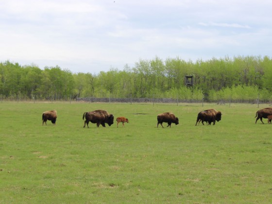 A Prairie Legacy: The Bison and its People