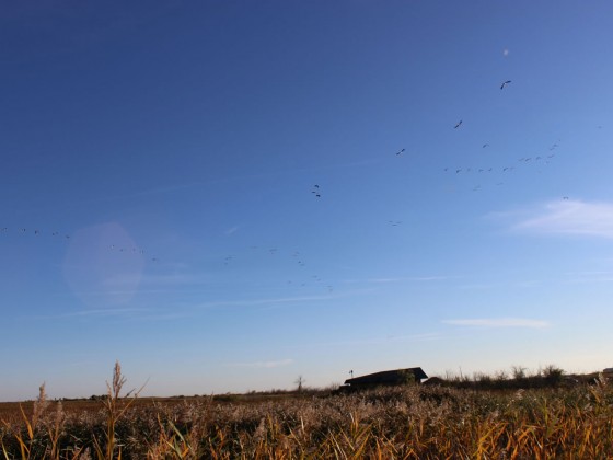 Migration Week at Oak Hammock Marsh