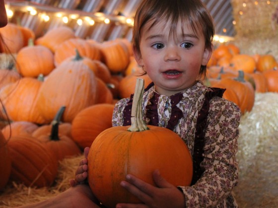 A Maze in Corn: A fall adventure