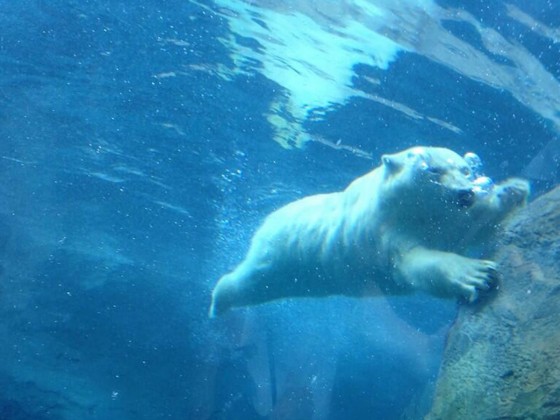 Journey to Churchill’s star—Hudson the polar bear—hams it up for crowds